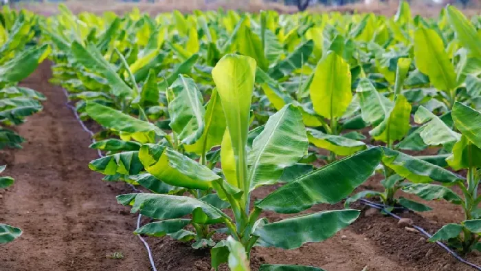 你知道香蕉梨名字的由来吗？ | 植物问答