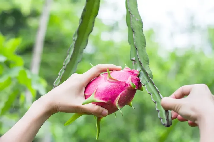 怎样挑选火龙果好？ | 植物问答