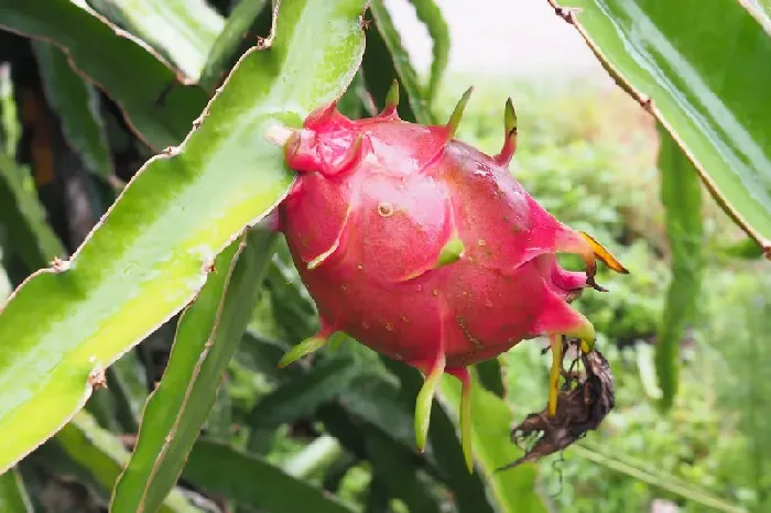 室内种植火龙果需要多大的盆 | 植物问答