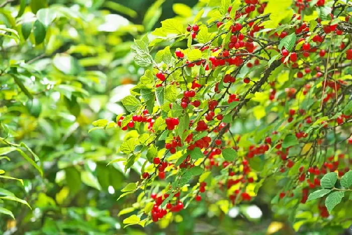 樱桃树什么时候进行修剪？ | 植物问答