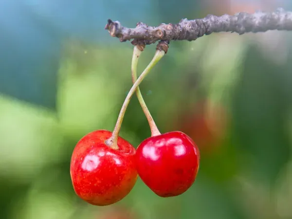 樱桃采果后要防这些病虫害 | 植物问答