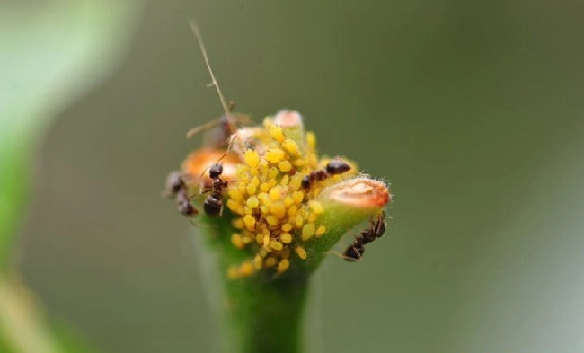 什么是生物防治？ | 植物问答