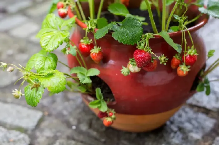 草莓最容易发生的病害是哪些？ | 植物问答