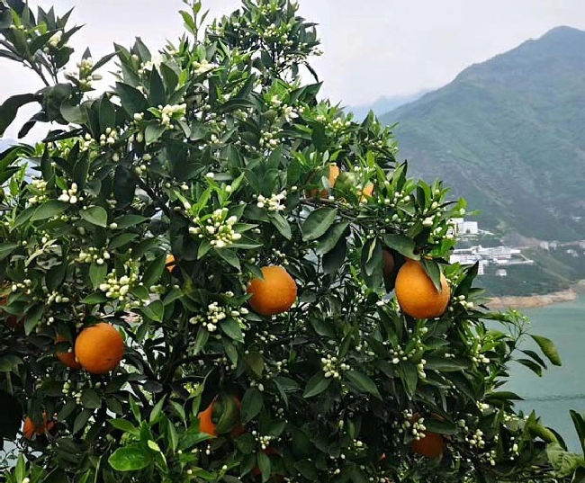 果树缺硼或硼肥过量的原因及矫治方法 | 植物问答