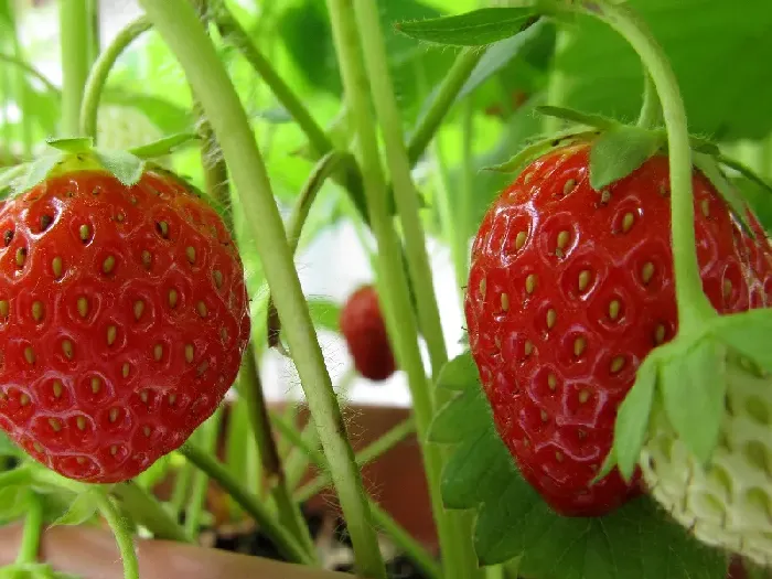 越夏草莓怎么种植？ | 植物问答