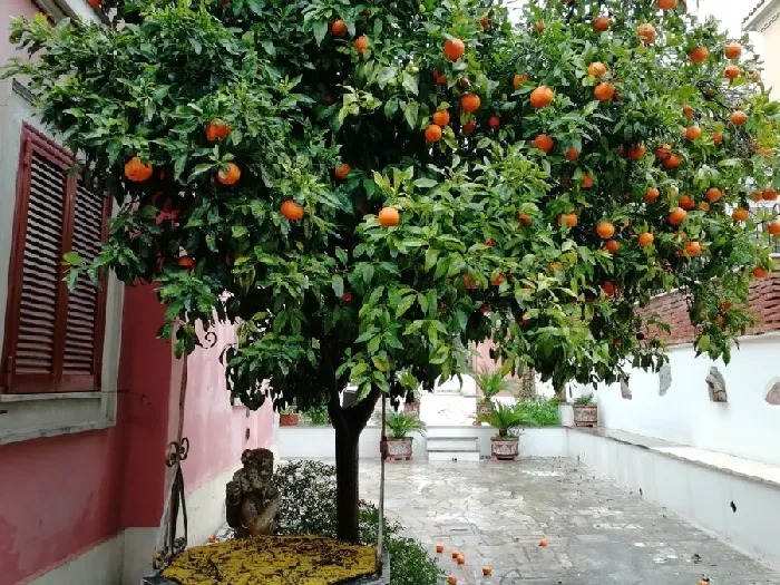 柑橘花芽分化什么时间？ | 植物问答