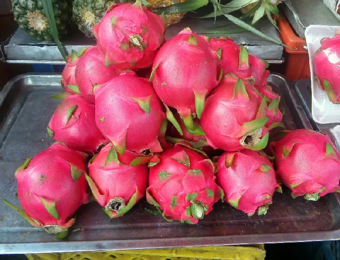 火龙果开花时间？ | 植物问答