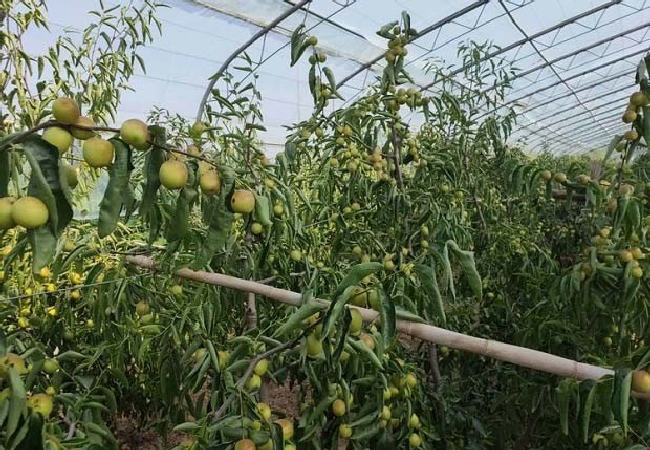 温室大棚内如何增施二氧化碳肥？ | 植物问答