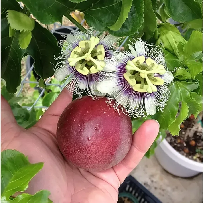 百香果树会消苗吗？ | 植物问答