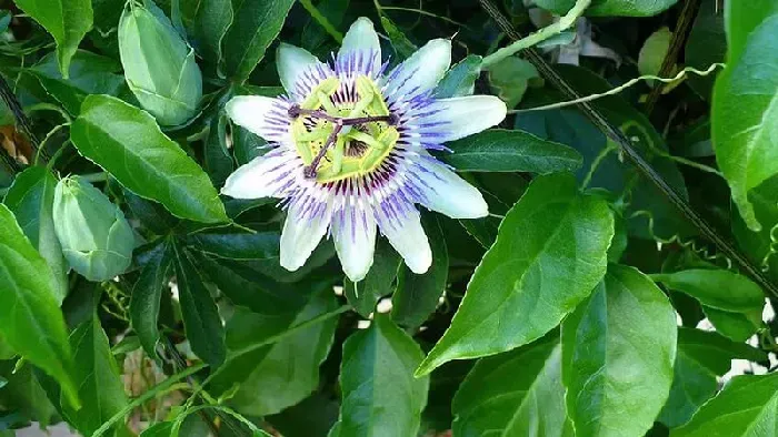 百香果什么时候成熟？ | 植物问答