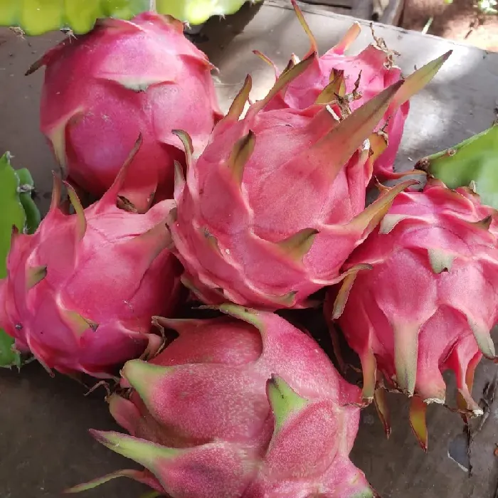 火龙果什么时候成熟的 | 植物问答