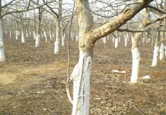 温度不适宜对作物有哪些影响？ | 植物问答