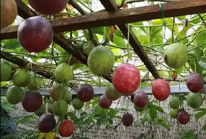 百香果枯萎怎么救活 | 植物问答