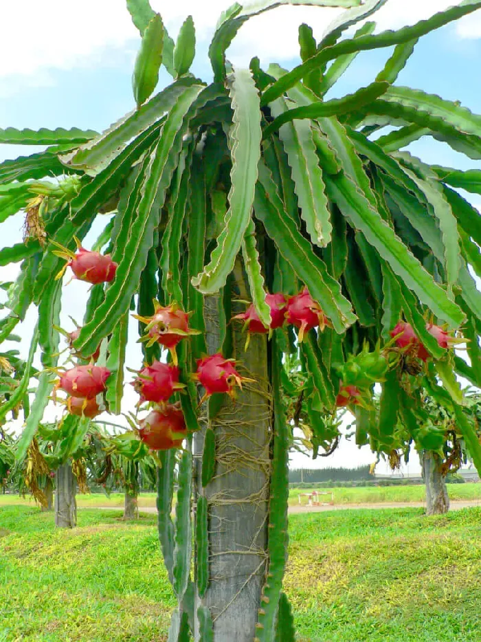 火龙果剪枝从哪里剪 | 植物问答