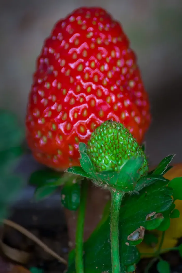 草莓的最高糖度能达到多少？ | 植物问答