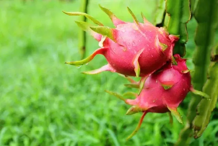 怎样让火龙果长花芽 | 植物问答