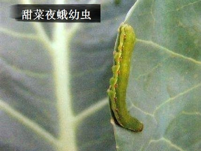 甜菜夜蛾综合防治有哪些？ | 植物问答