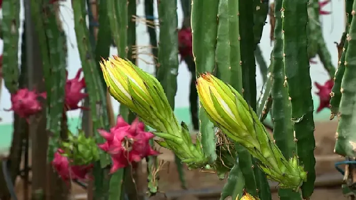 火龙果怎样剪枝，火龙果剪枝要点 | 植物问答