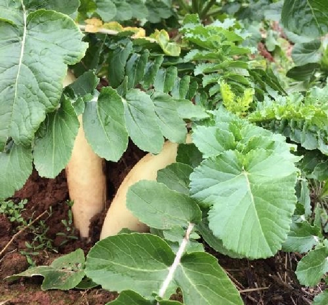 根茎类蔬菜有什么种植特点？ | 植物问答