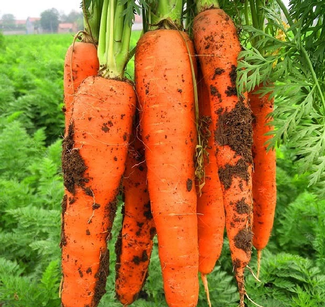 什么是食物链转移？ | 植物问答