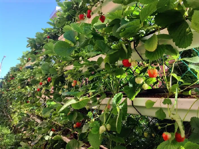 草莓黄叶病用什么药？该怎么防治？ | 植物问答