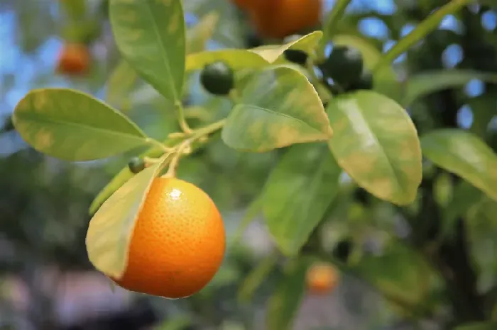 请问柑橘种植施什么肥效果好？ | 植物问答