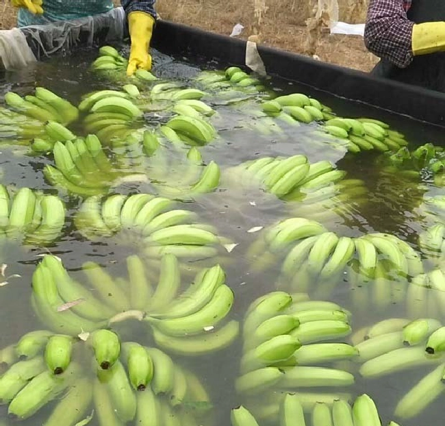 抑制水果乙烯生成和作用的措施 | 植物问答