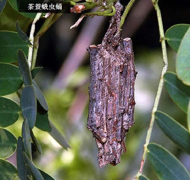 蓑蛾发生为害的特点与防治方法 | 植物问答