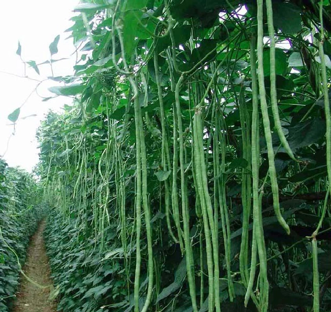 如何控制蔬菜生产过程中的质量？ | 植物问答