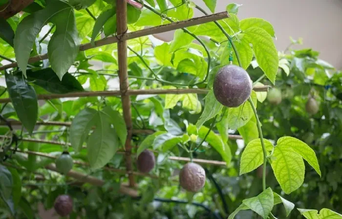 百香果种植多久才开花结果？ | 植物问答