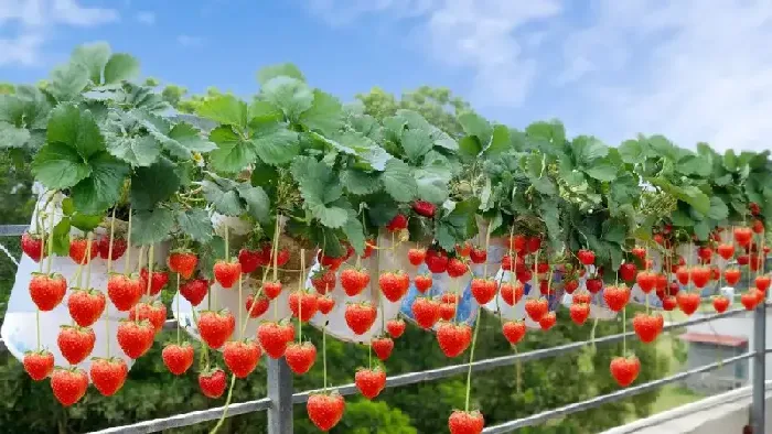 盆栽草莓怎么种植？盆栽草莓栽培管理技术 | 植物问答