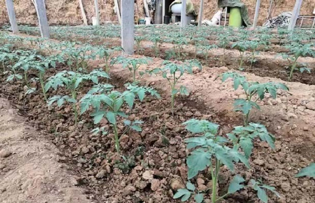 作物病害的流行有哪些规律？ | 植物问答