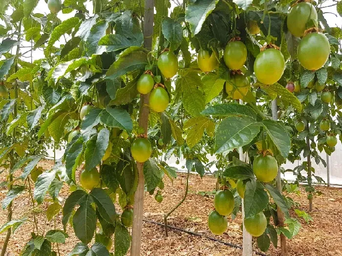 家中自种植百香果如何授粉，一定要注意这几点 | 植物问答