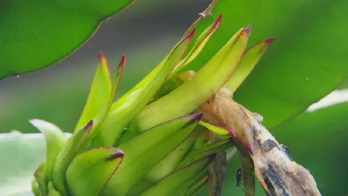 阳台可以种火龙果吗？ | 植物问答