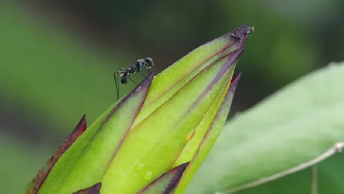 火龙果怎么浇水好？ | 植物问答