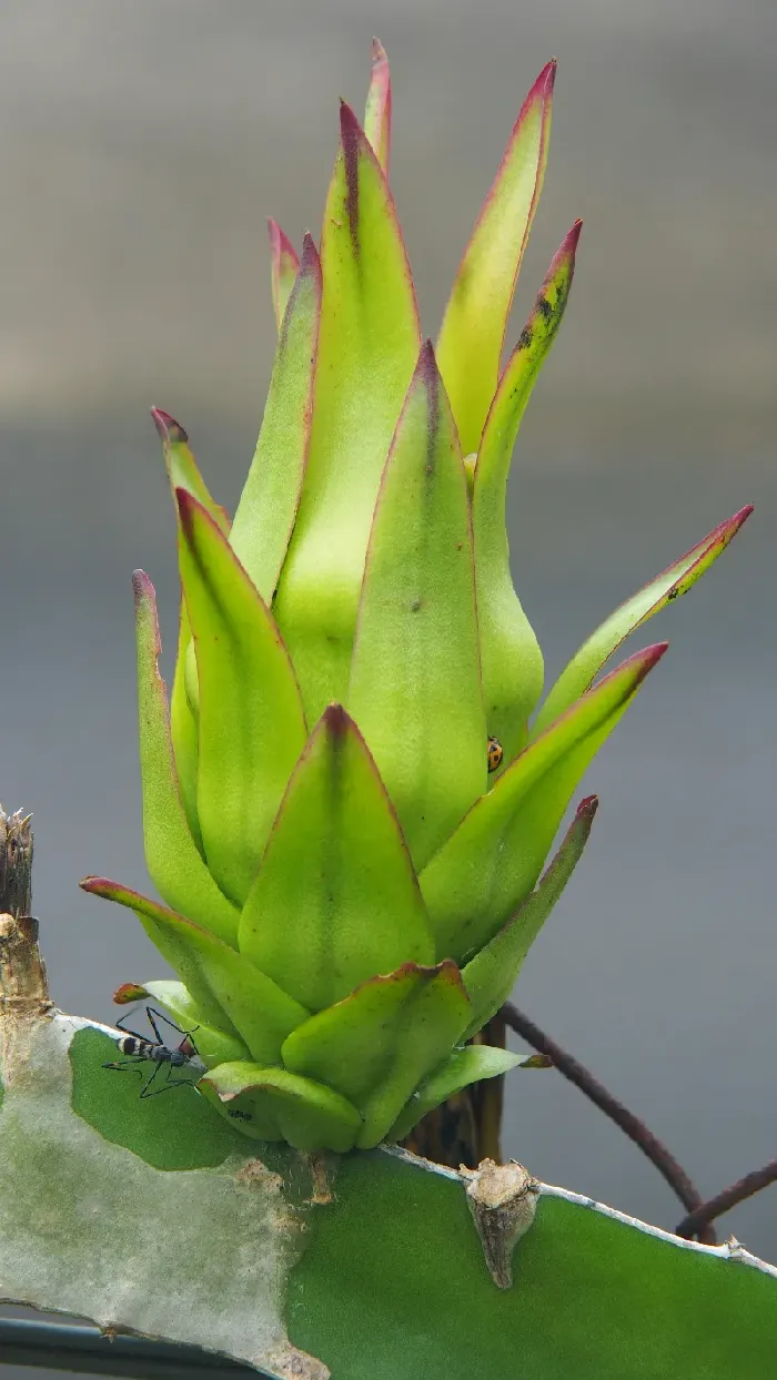 什么样的土壤适合种植火龙果？ | 植物问答