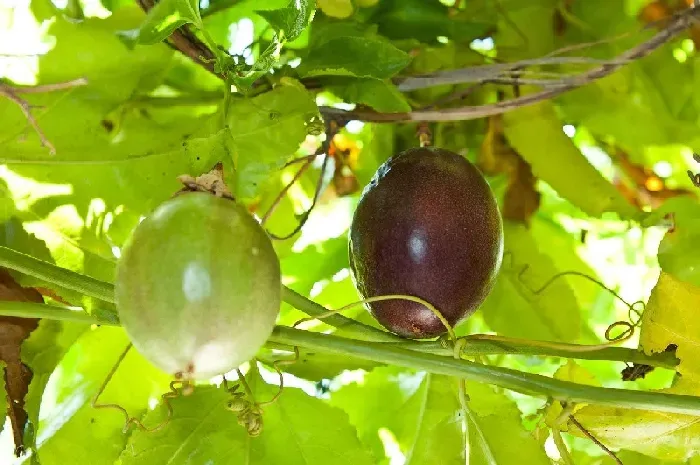 春季百香果白粉病的防治措施 | 植物问答