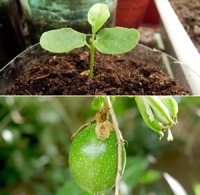 百香果什么时候种植 | 植物问答