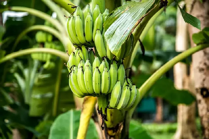 想要养好花很简单，一根香蕉就能帮你达成愿望 | 植物问答