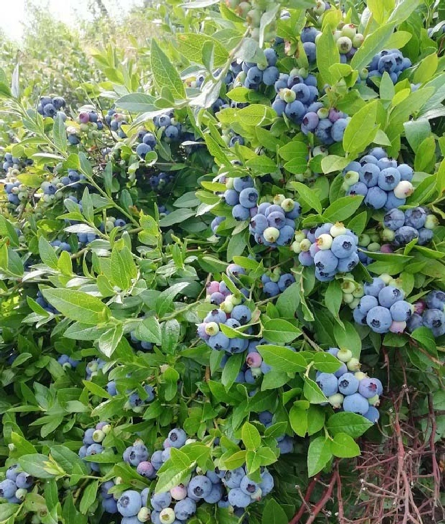 果树缺镁或镁肥过量的原因及矫治方法 | 植物问答