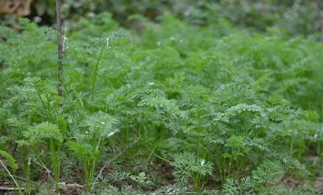 什么是植物病害？ | 植物问答