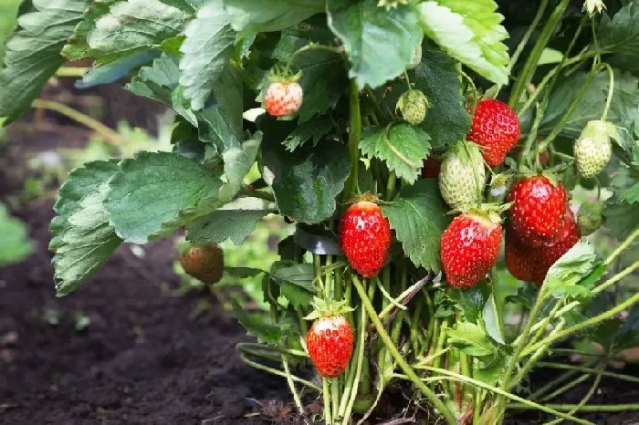 请问草莓什么时候种植？ | 植物问答