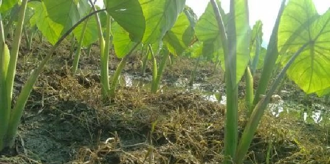 杂草的危害是什么？ | 植物问答