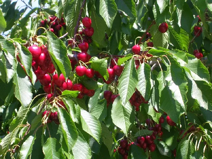 樱桃树结种子吗？ | 植物问答