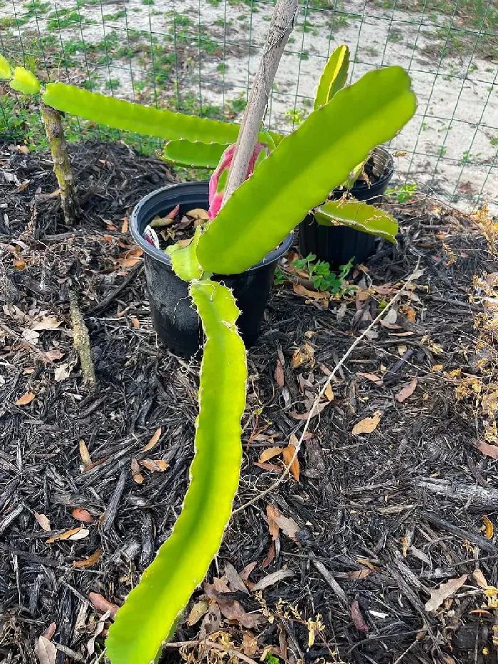 火龙果蜗牛有什么危害特点？火龙果蜗牛防治措施 | 植物问答