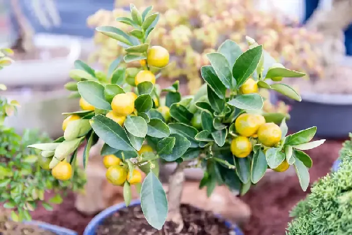 柑橘属于热性水果还是凉性水果？ | 植物问答