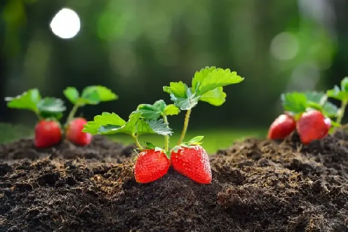 什么样的草莓幼苗比较好？ | 植物问答