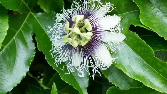 百香果根系有多深 | 植物问答