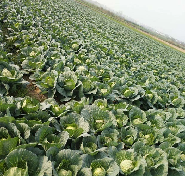 蔬菜栽培对环境条件有哪些要求？ | 植物问答