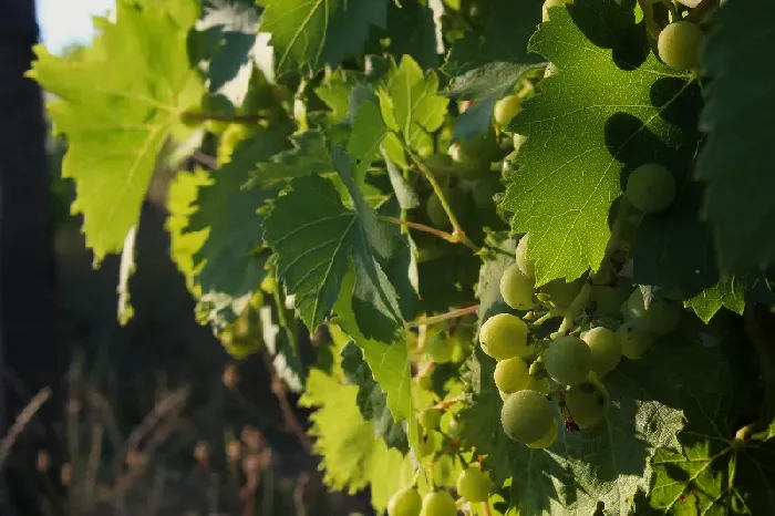 绿葡萄的功效与作用及禁忌 | 植物问答